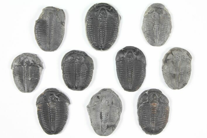 Lot: Elrathia Trilobites - Pieces #92080